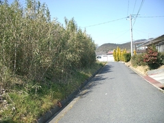 IMGP2398.jpg
