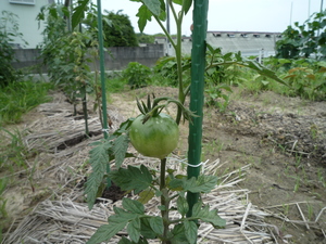 P1250095.JPG