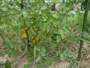 P1250099.JPG